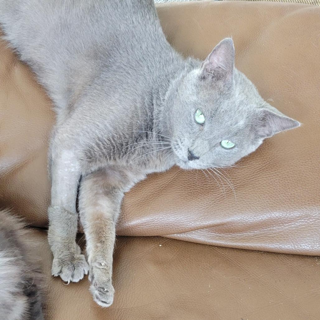 Enlarge Leo, a Adoptable mixed breed in Fort Lauderdale, FL image 3/6
