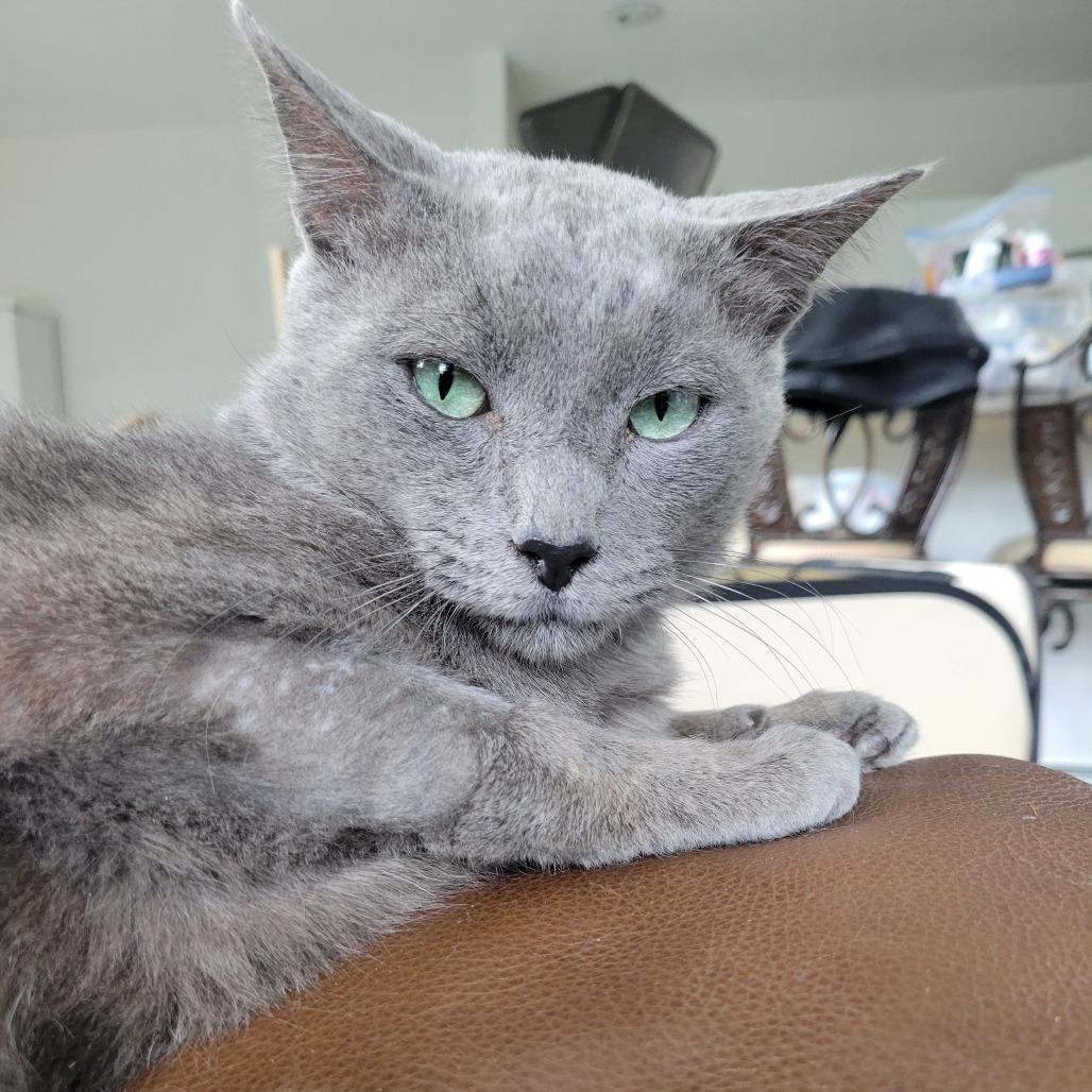 Enlarge Leo, a Adoptable mixed breed in Fort Lauderdale, FL image 4/6
