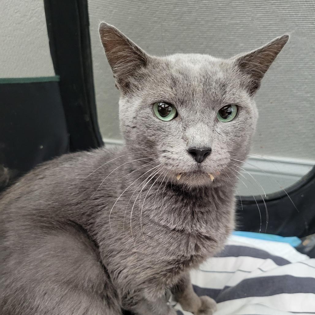 Enlarge Leo, a Adoptable mixed breed in Fort Lauderdale, FL image 5/6
