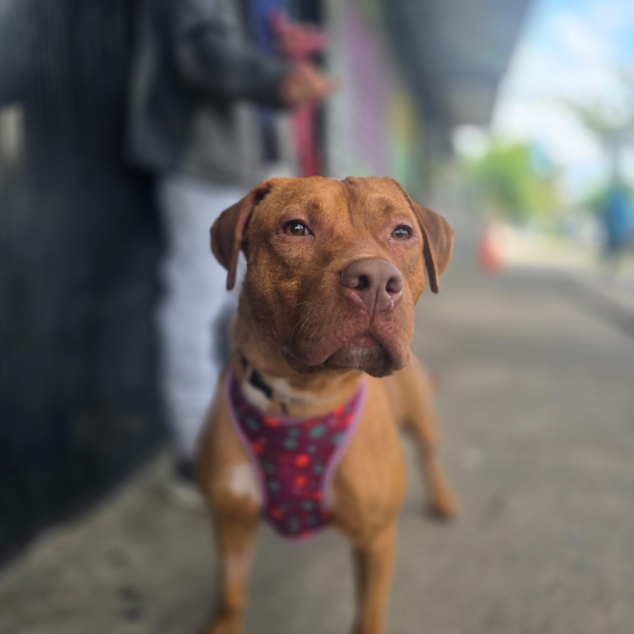 Donut, Young Male Mixed Breed