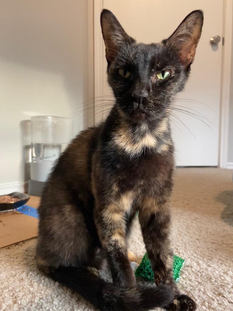 Enlarge Tortellini, a Adoptable Domestic Short Hair in San Antonio, TX image 1/3