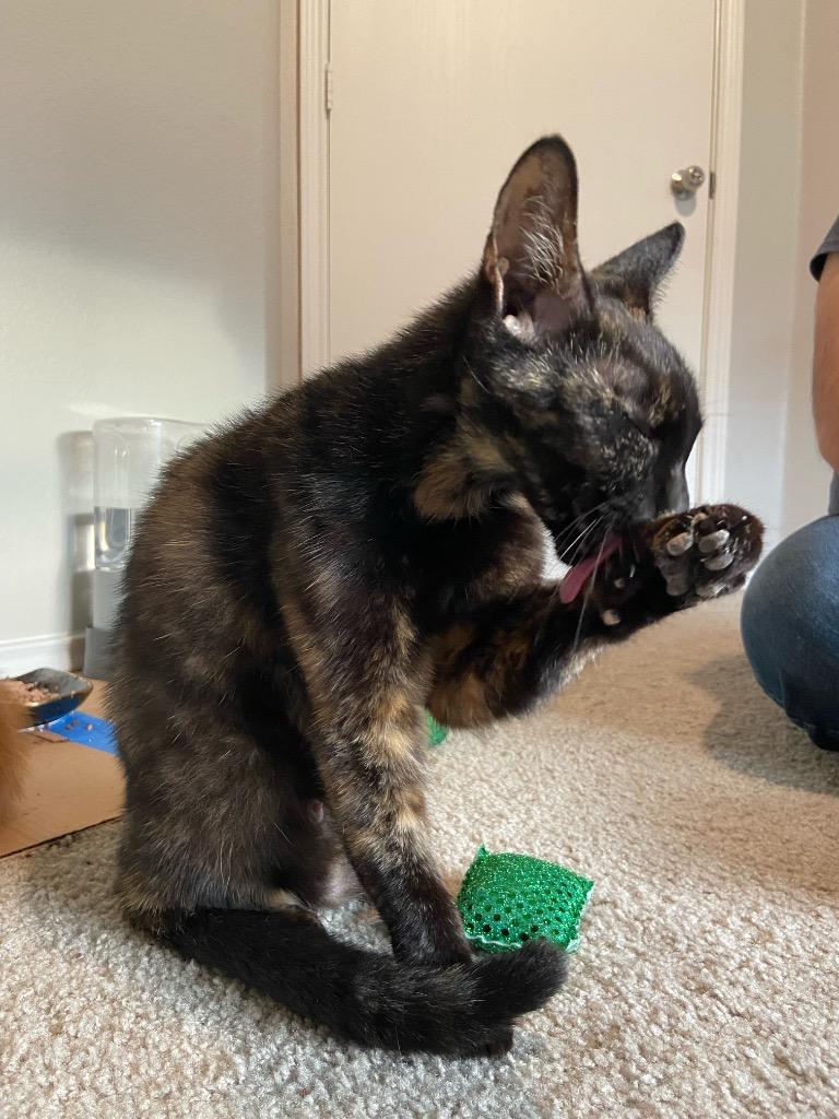 Enlarge Tortellini, a Adoptable Domestic Short Hair in San Antonio, TX image 2/3