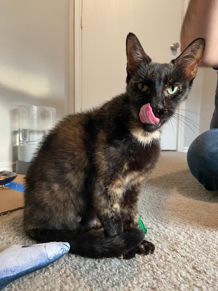 Enlarge Tortellini, a Adoptable Domestic Short Hair in San Antonio, TX image 3/3