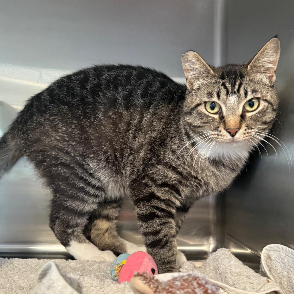 Rain, Adoptable, Young Male Domestic Short Hair.