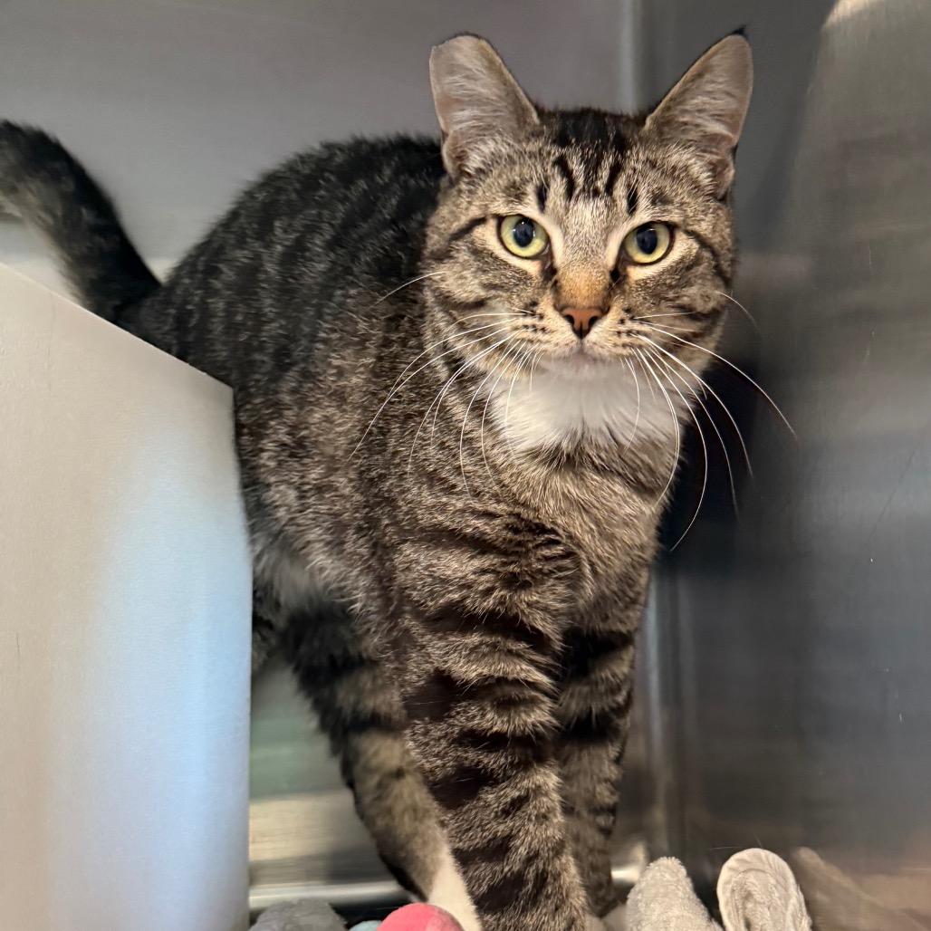 Enlarge Rain, a Adoptable Domestic Short Hair in Cedaredge, CO image 2/4