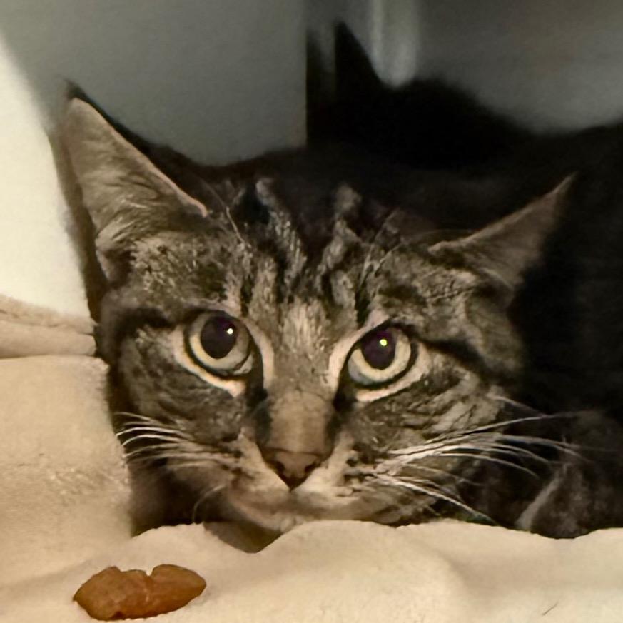 Enlarge Rain, a Adoptable Domestic Short Hair in Cedaredge, CO image 1/1