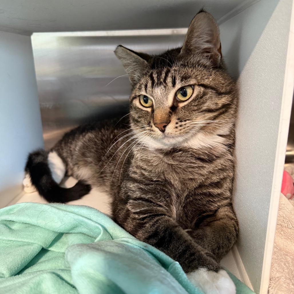 Enlarge Rain, a Adoptable Domestic Short Hair in Cedaredge, CO image 4/4