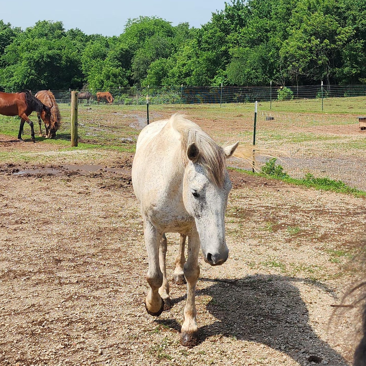 Enlarge Akai, a Adoptable Mustang in Willard, MO image 1/6