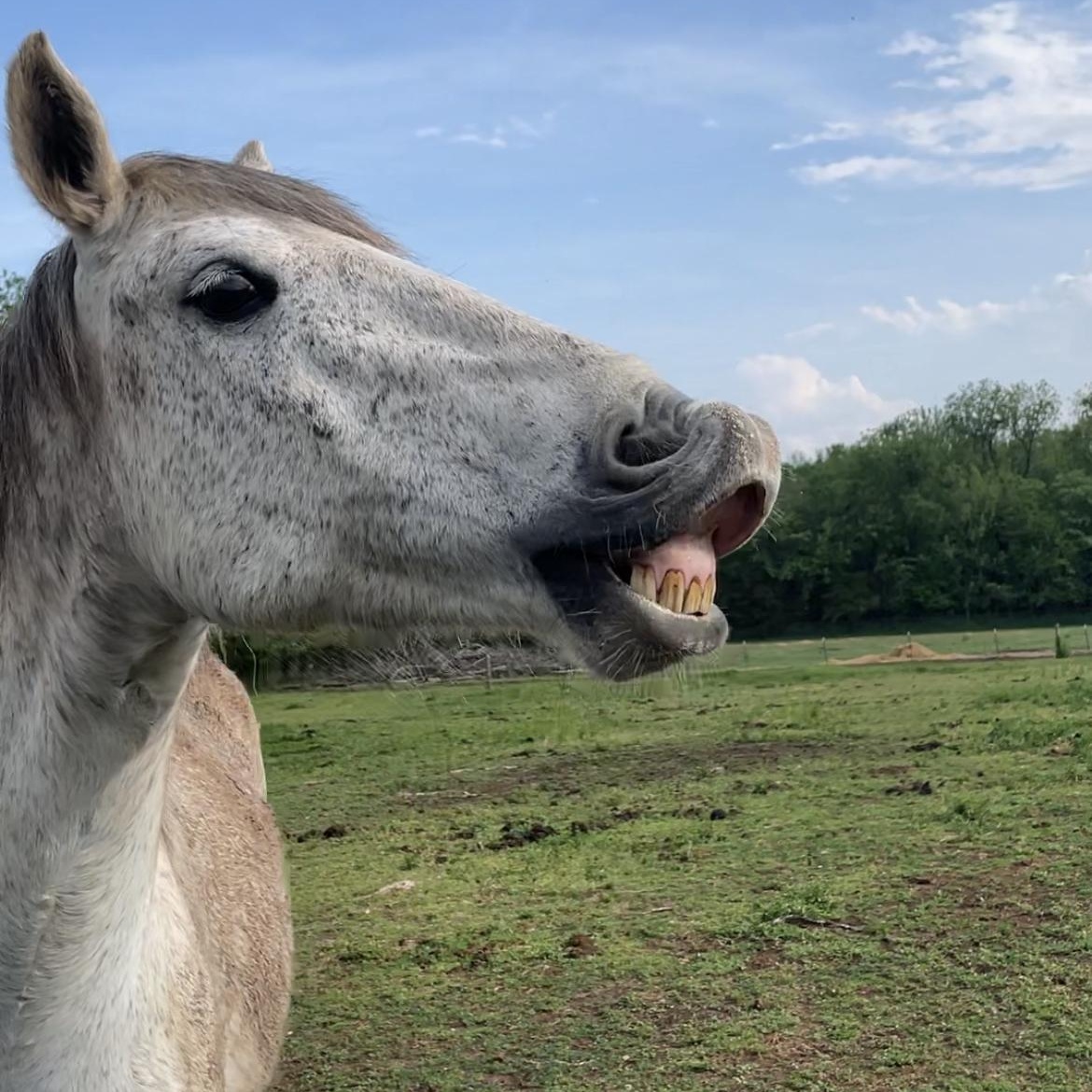 Enlarge Akai, a Adoptable Mustang in Willard, MO image 2/6