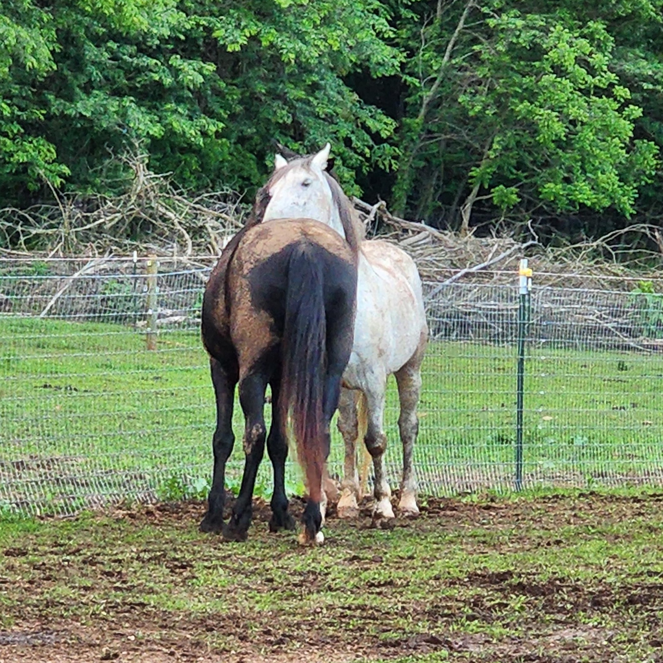 Enlarge Akai, a Adoptable Mustang in Willard, MO image 3/6