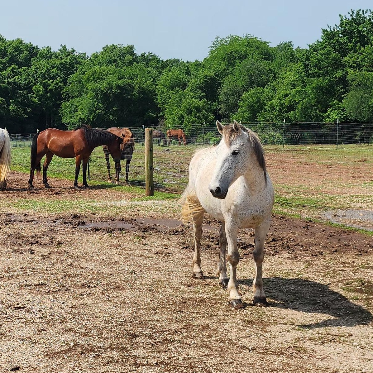 Enlarge Akai, a Adoptable Mustang in Willard, MO image 5/6