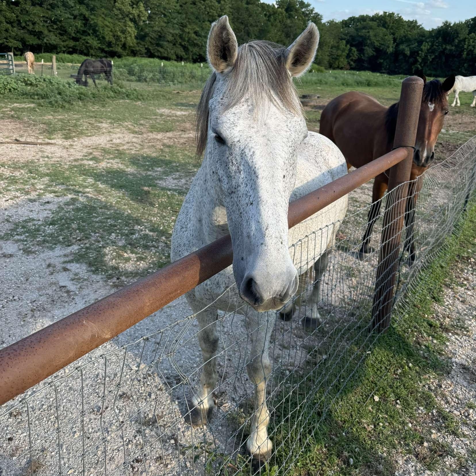 Enlarge Akai, a Adoptable Mustang in Willard, MO image 6/6