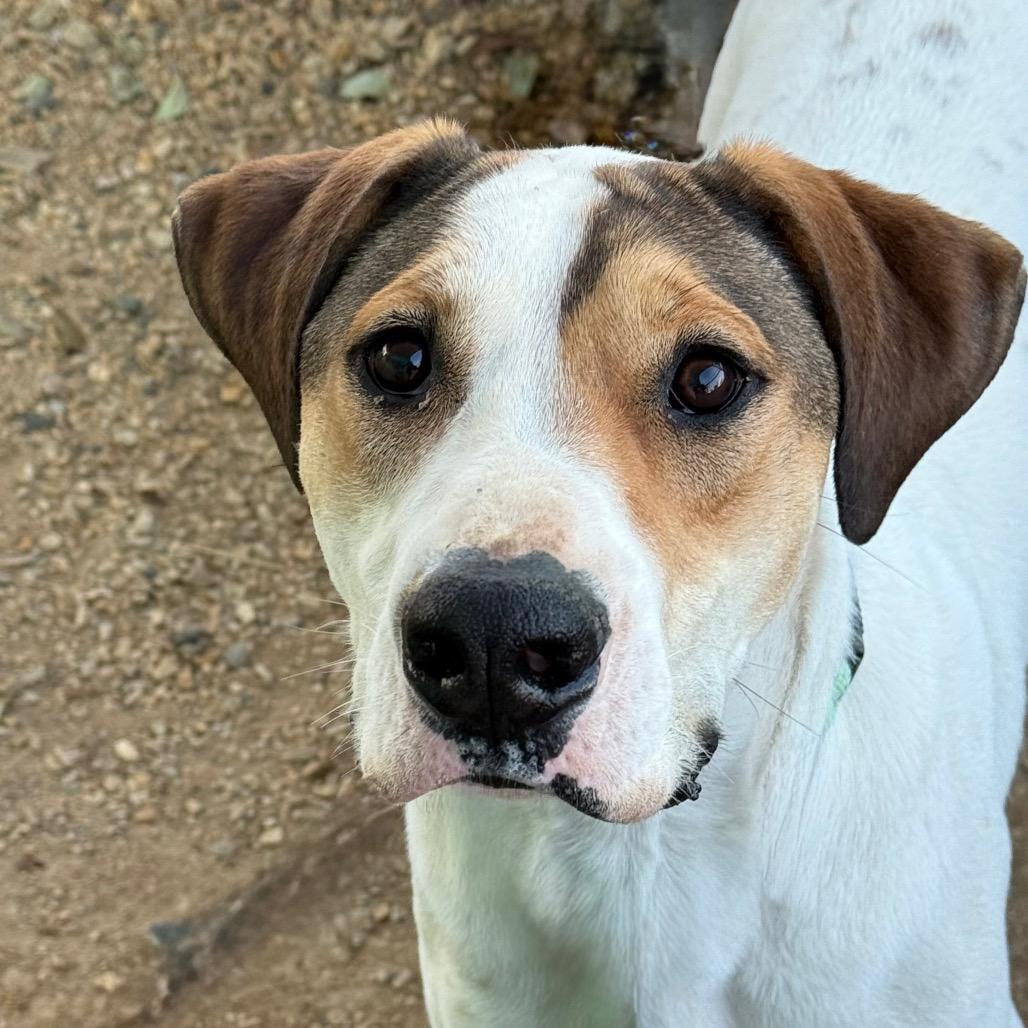 Hercules, Adoptable, Young Male Labrador Retriever & Mixed Breed.