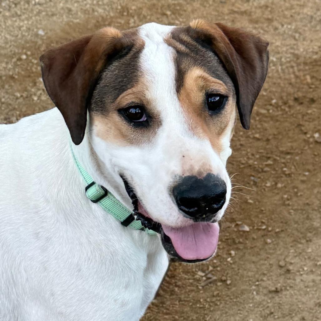 Enlarge Hercules, a Adoptable mixed breed in Albuquerque, NM image 2/6