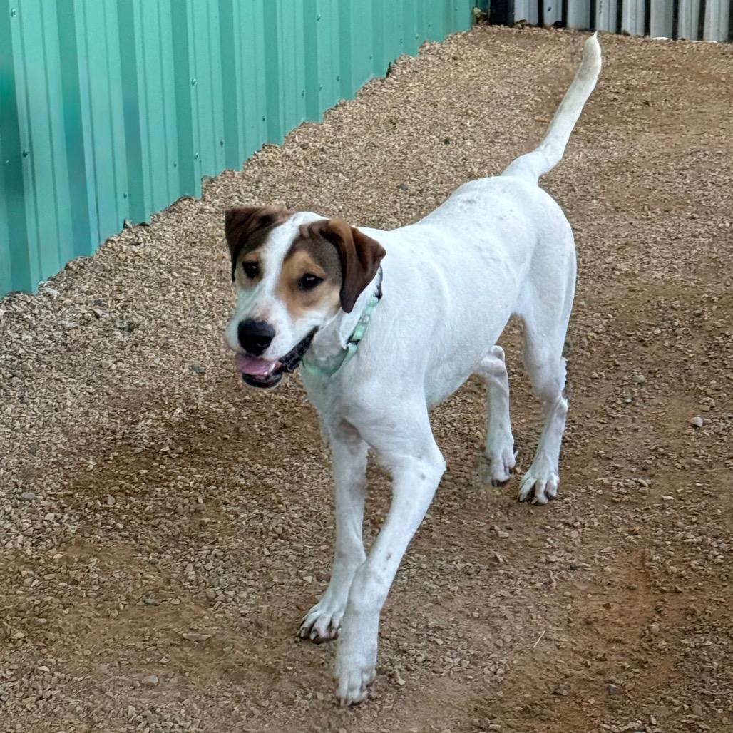Enlarge Hercules, a Adoptable mixed breed in Albuquerque, NM image 3/6