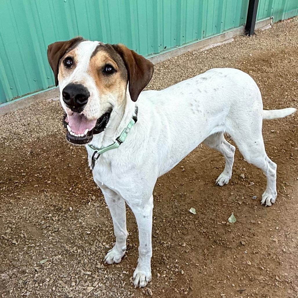 Enlarge Hercules, a Adoptable mixed breed in Albuquerque, NM image 4/6