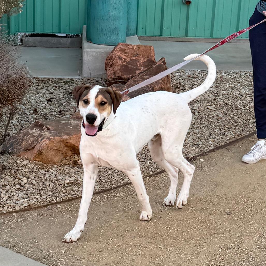 Enlarge Hercules, a Adoptable mixed breed in Albuquerque, NM image 5/6