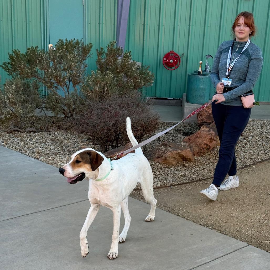 Enlarge Hercules, a Adoptable mixed breed in Albuquerque, NM image 6/6