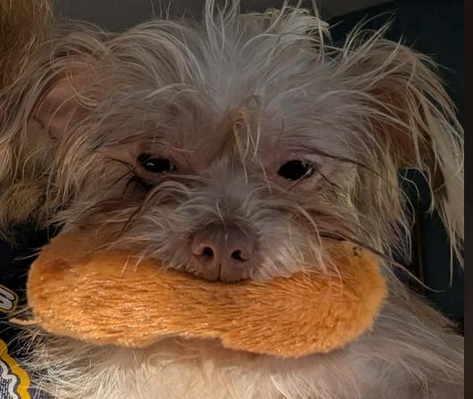 Lainey, an adopted mixed breed in Yorkville, IL image 4/4