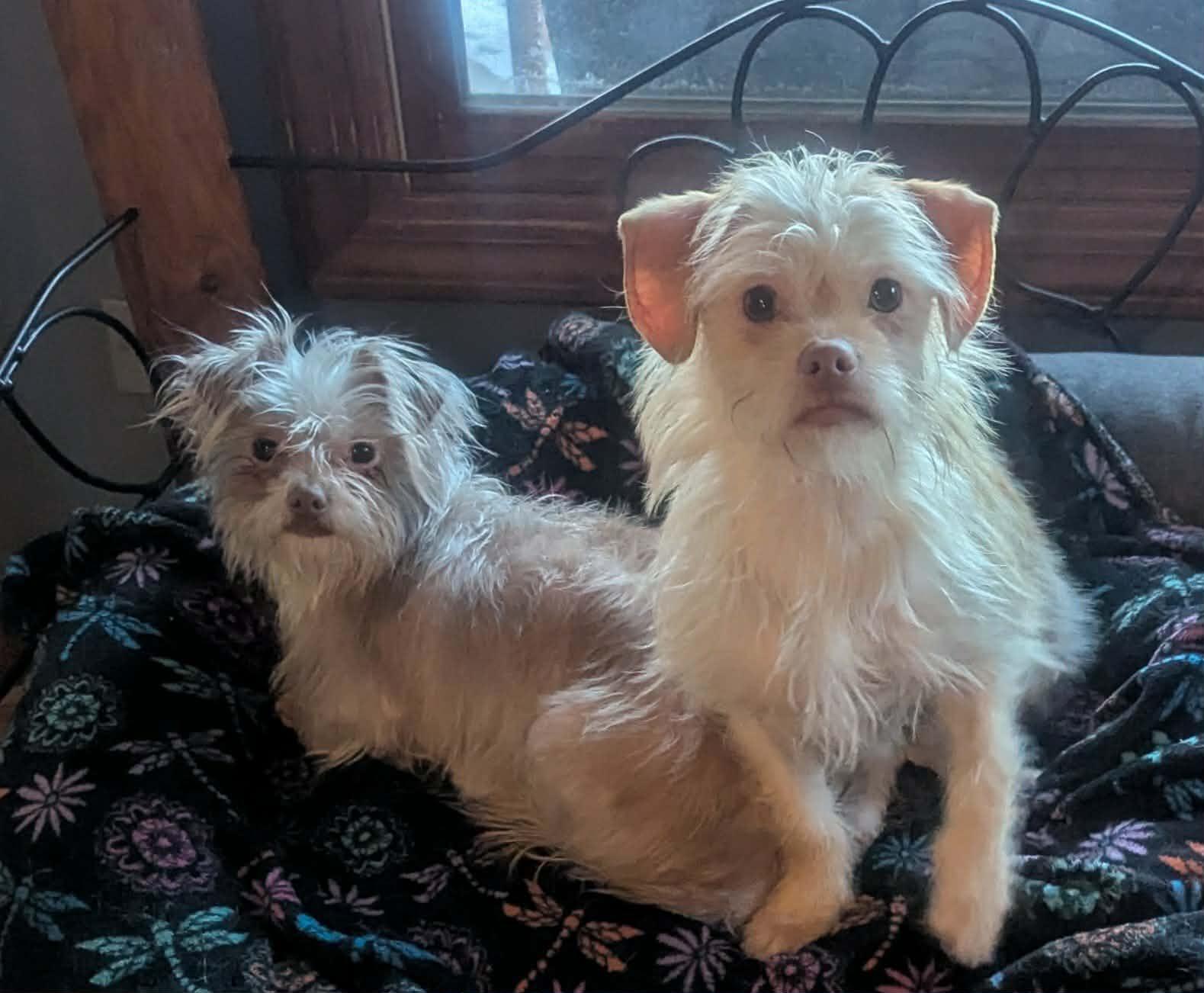 Lainey, an adopted mixed breed in Yorkville, IL image 2/4