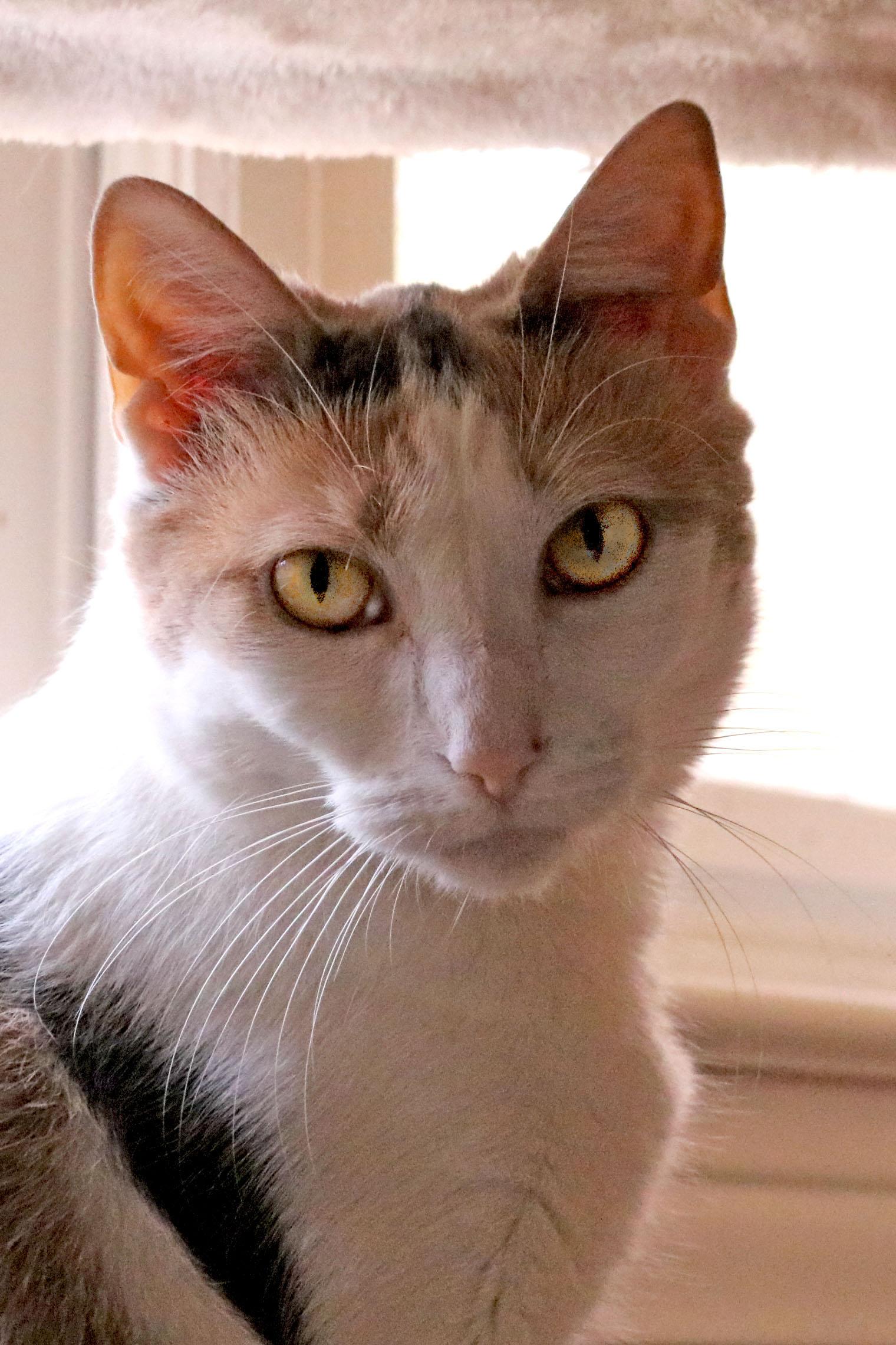 Mimi, a Adoptable mixed breed in Buford, GA image 2/3