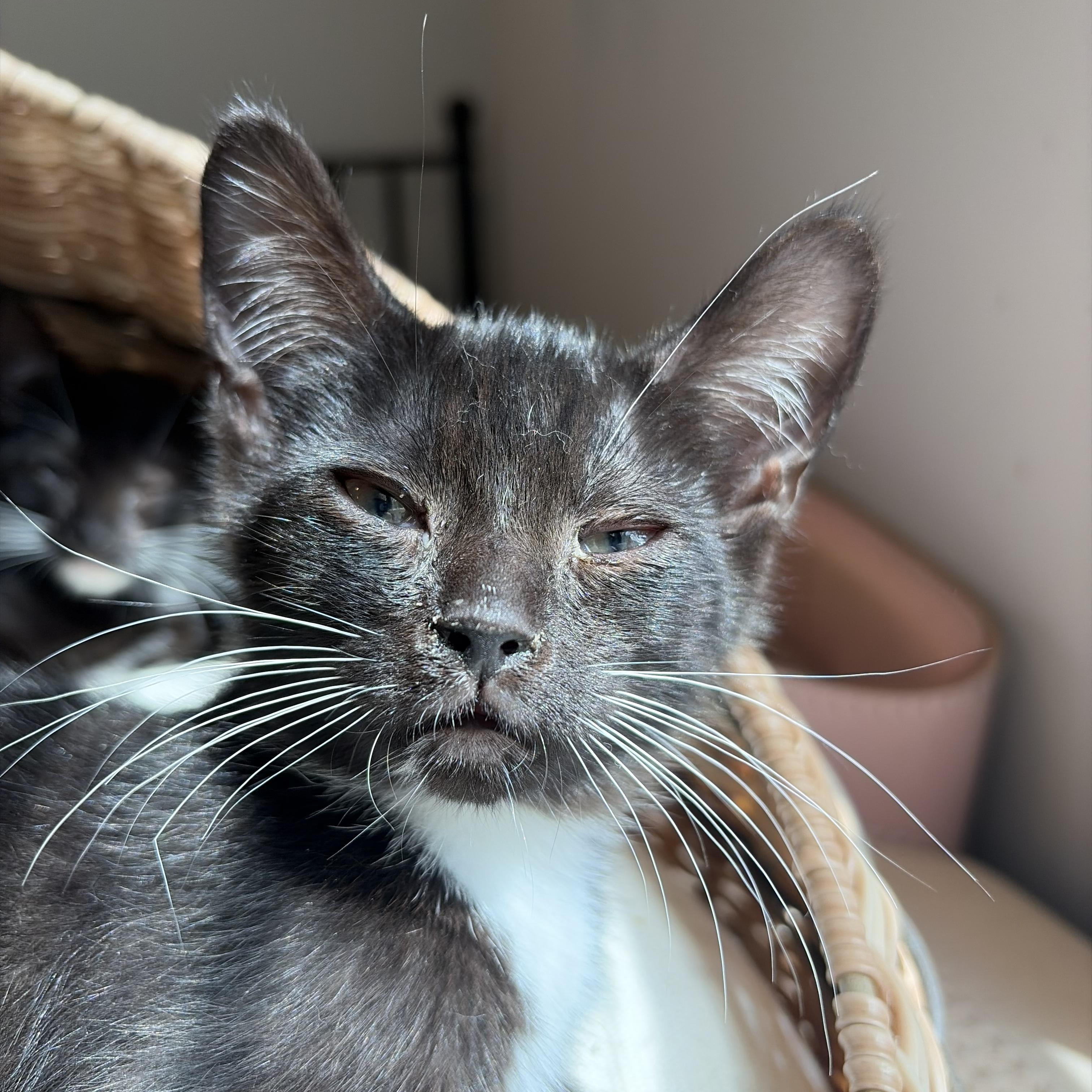 Enlarge Dove, a Adoptable Tuxedo in Columbus, OH image 2/6