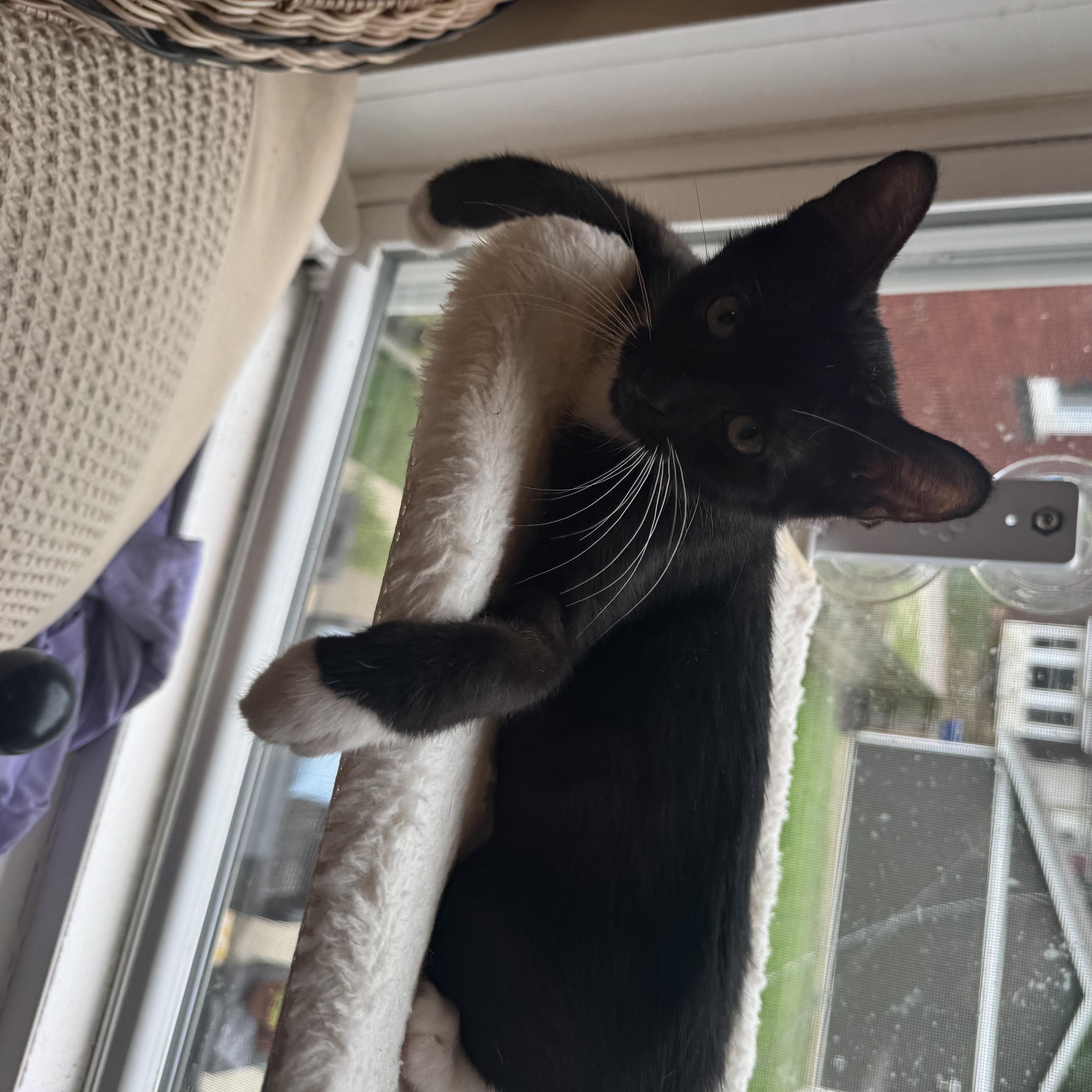 Enlarge Dove, a Adoptable Tuxedo in Columbus, OH image 5/6