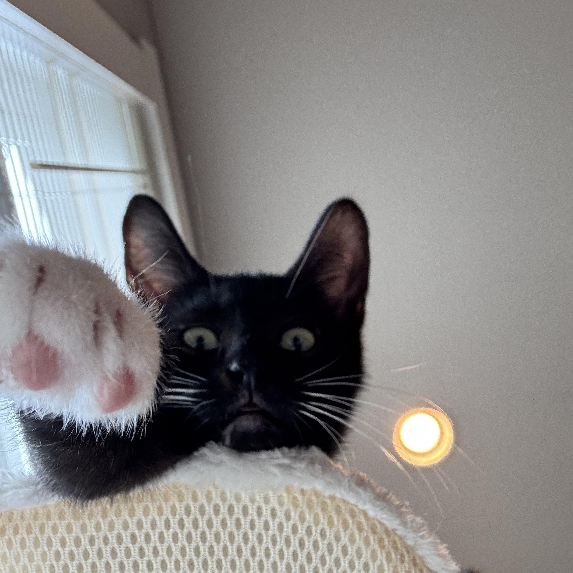 Enlarge Dove, a Adoptable Tuxedo in Columbus, OH image 3/6