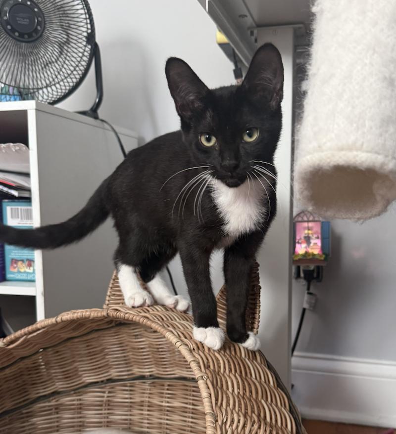 Enlarge Dove, a Adoptable Tuxedo in Columbus, OH image 1/6