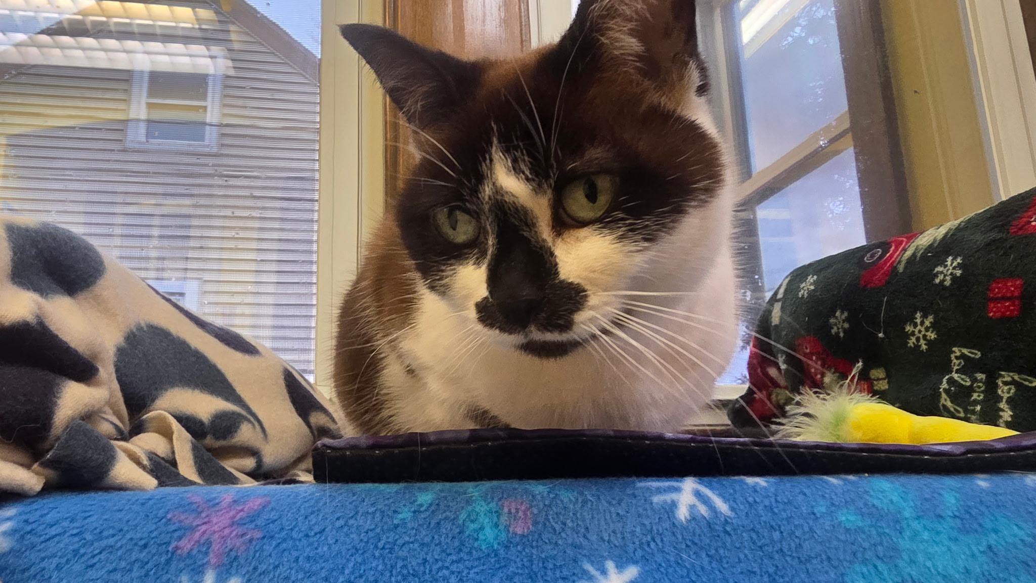 Thumbelina, a ADOPTABLE mixed breed in Neenah, WI image 6/6
