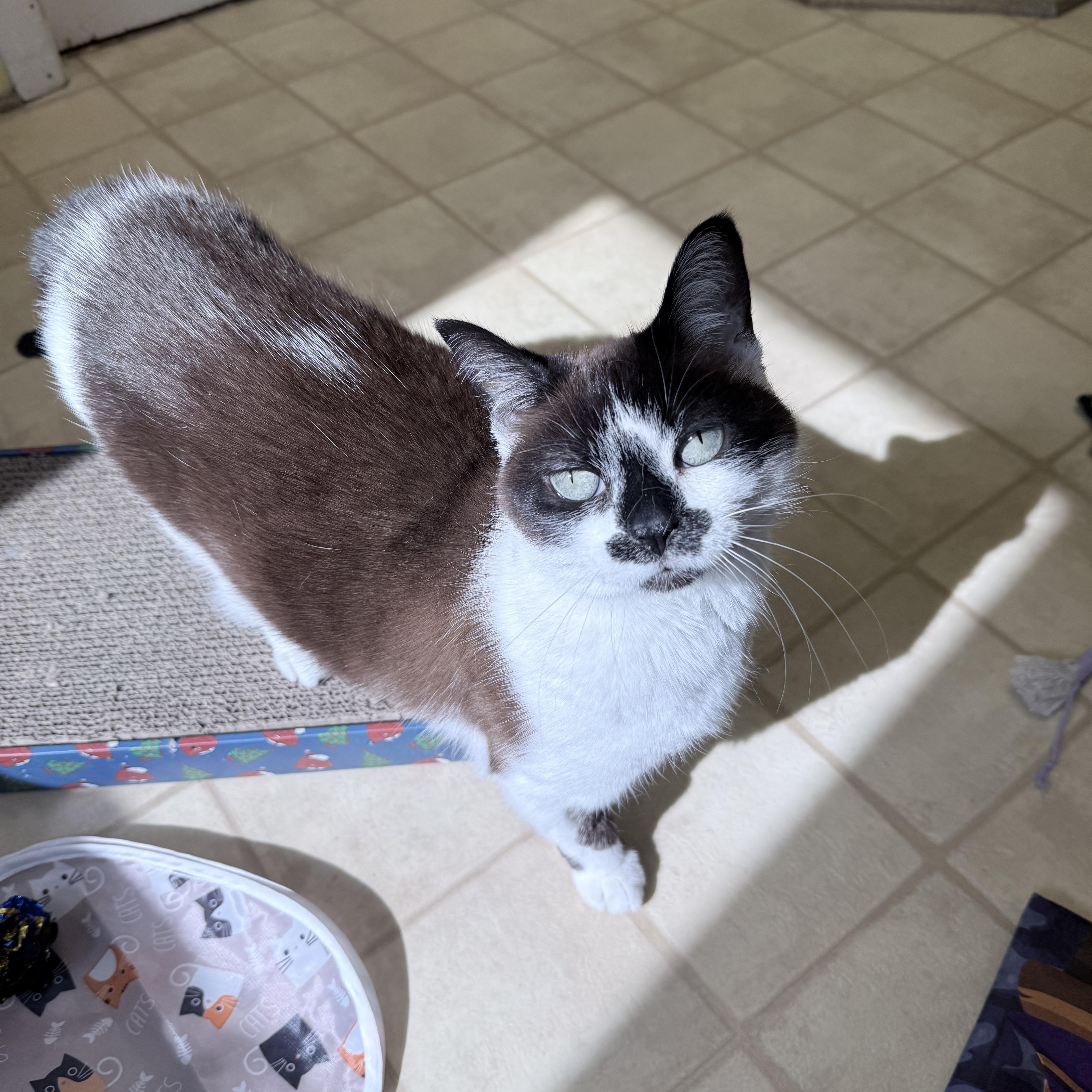 Thumbelina, a ADOPTABLE mixed breed in Neenah, WI image 3/6