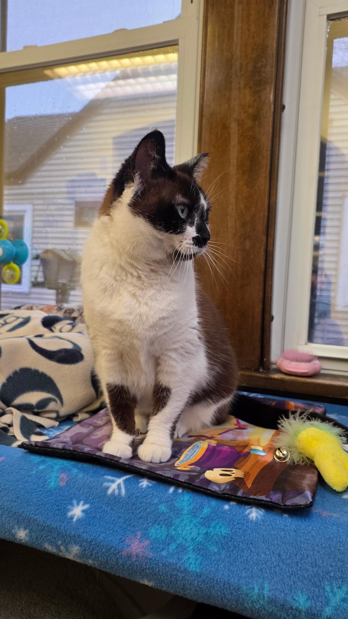 Thumbelina, a ADOPTABLE mixed breed in Neenah, WI image 2/6
