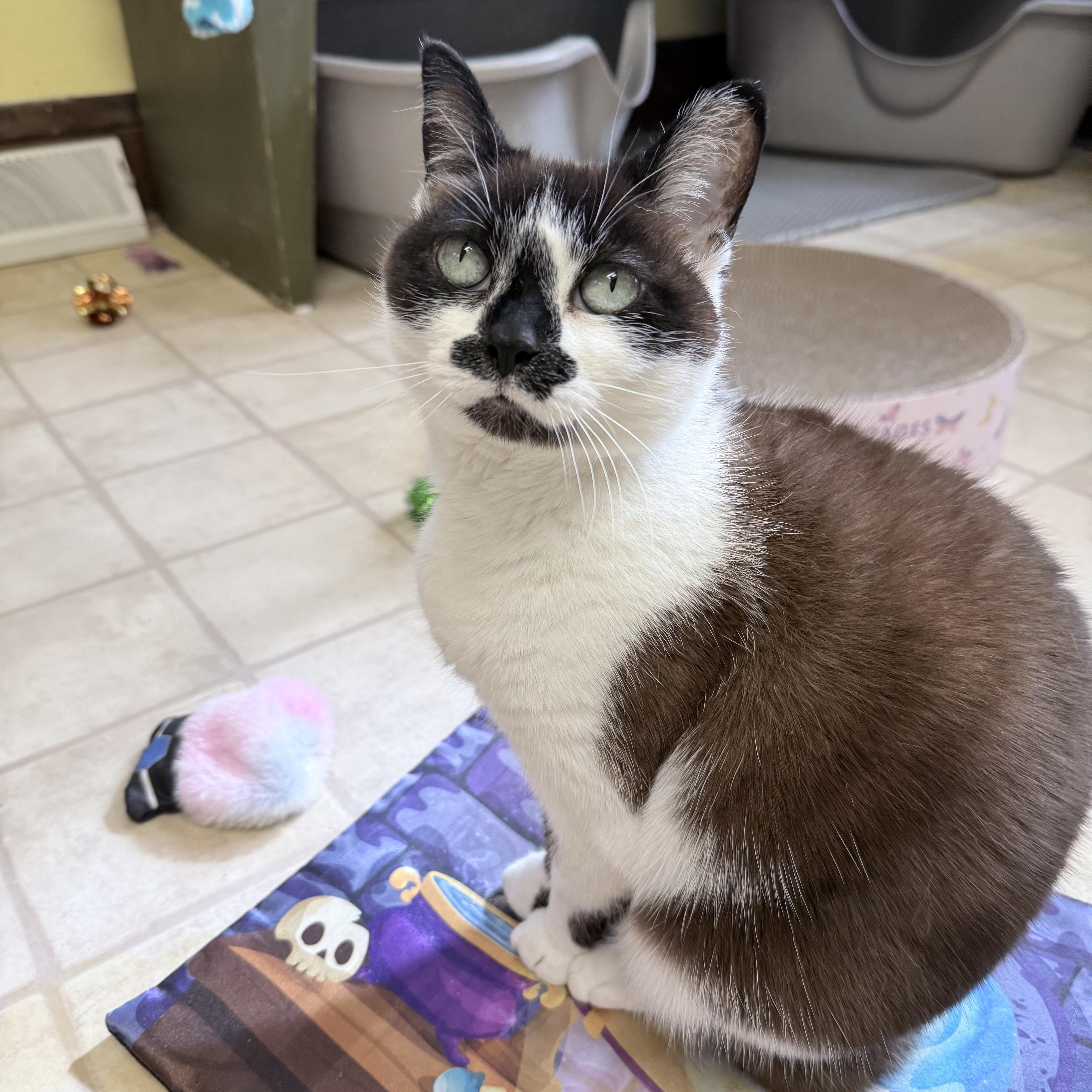 Enlarge Thumbelina, a ADOPTABLE mixed breed in Neenah, WI image 5/6
