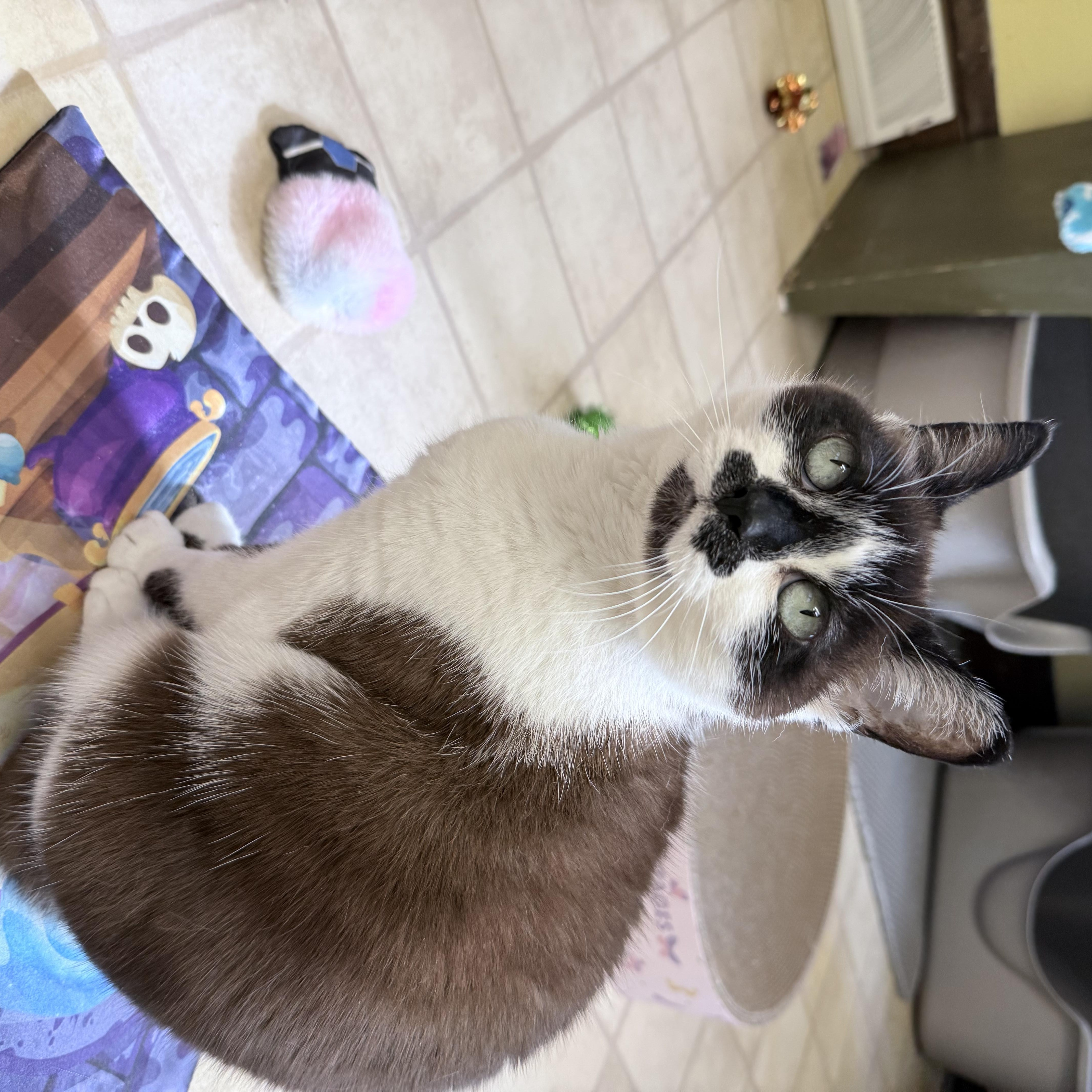 Thumbelina, a ADOPTABLE mixed breed in Neenah, WI image 5/6