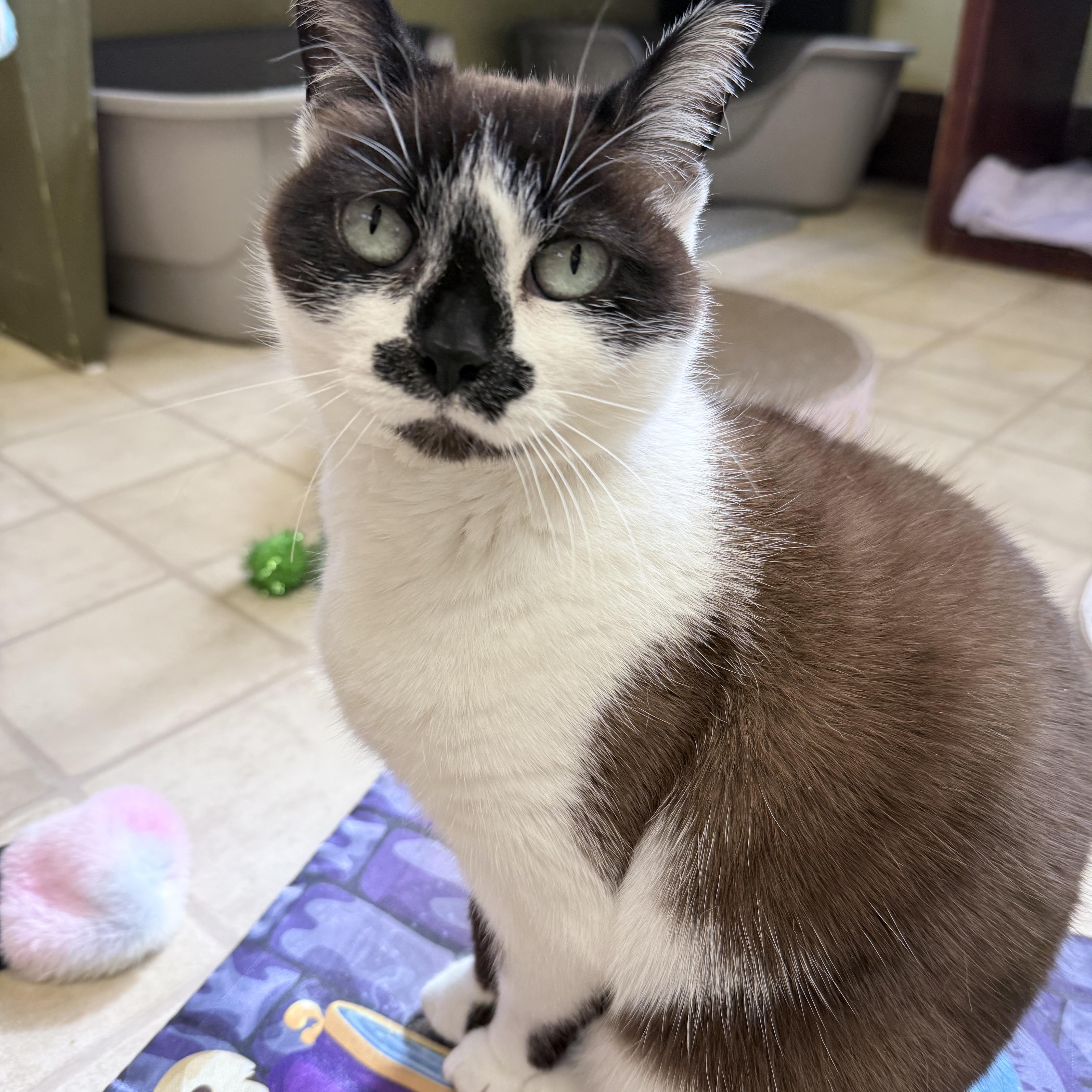 Thumbelina, ADOPTABLE, Adult Male Snowshoe.