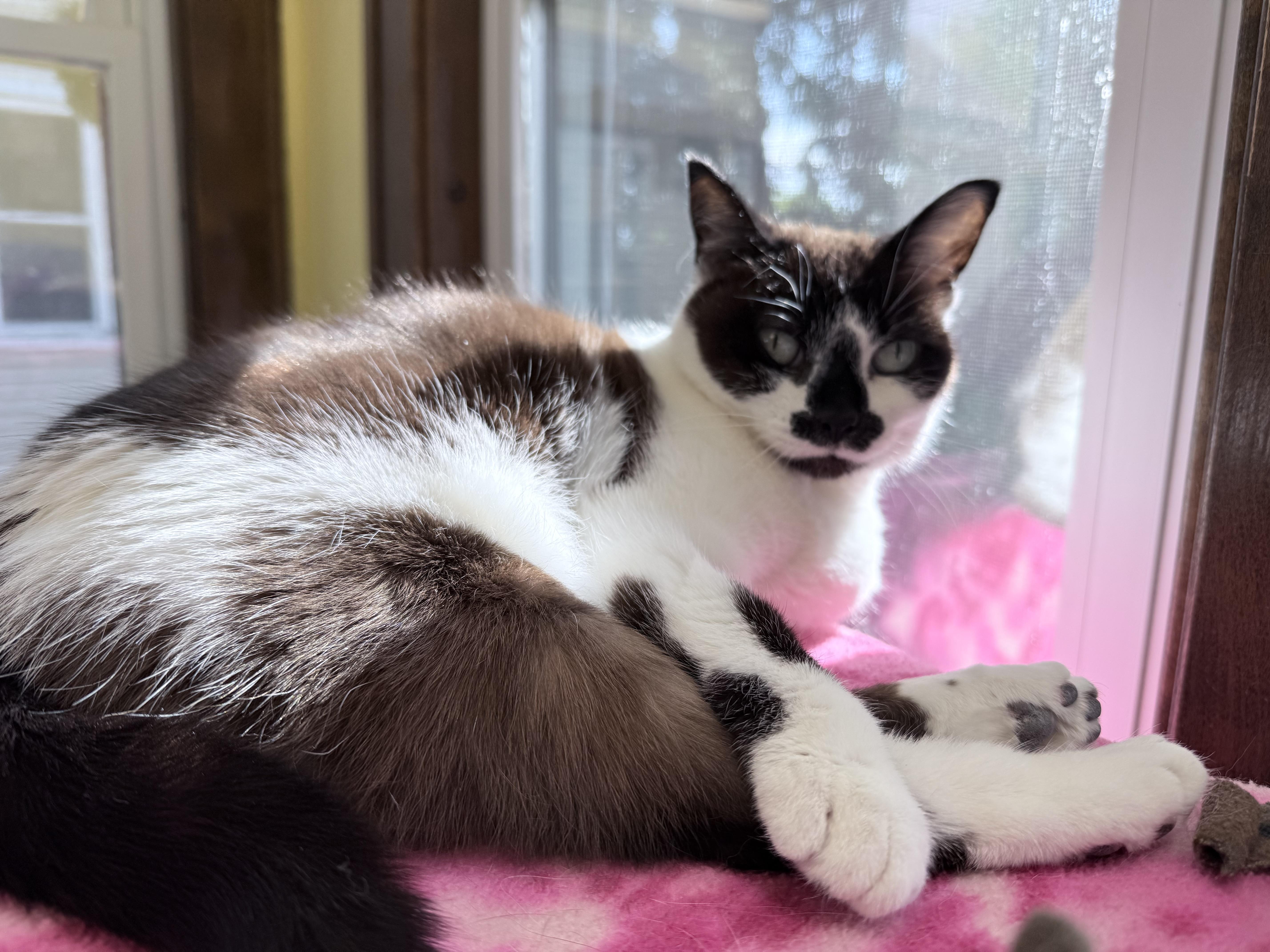 Thumbelina, a ADOPTABLE mixed breed in Neenah, WI image 4/6
