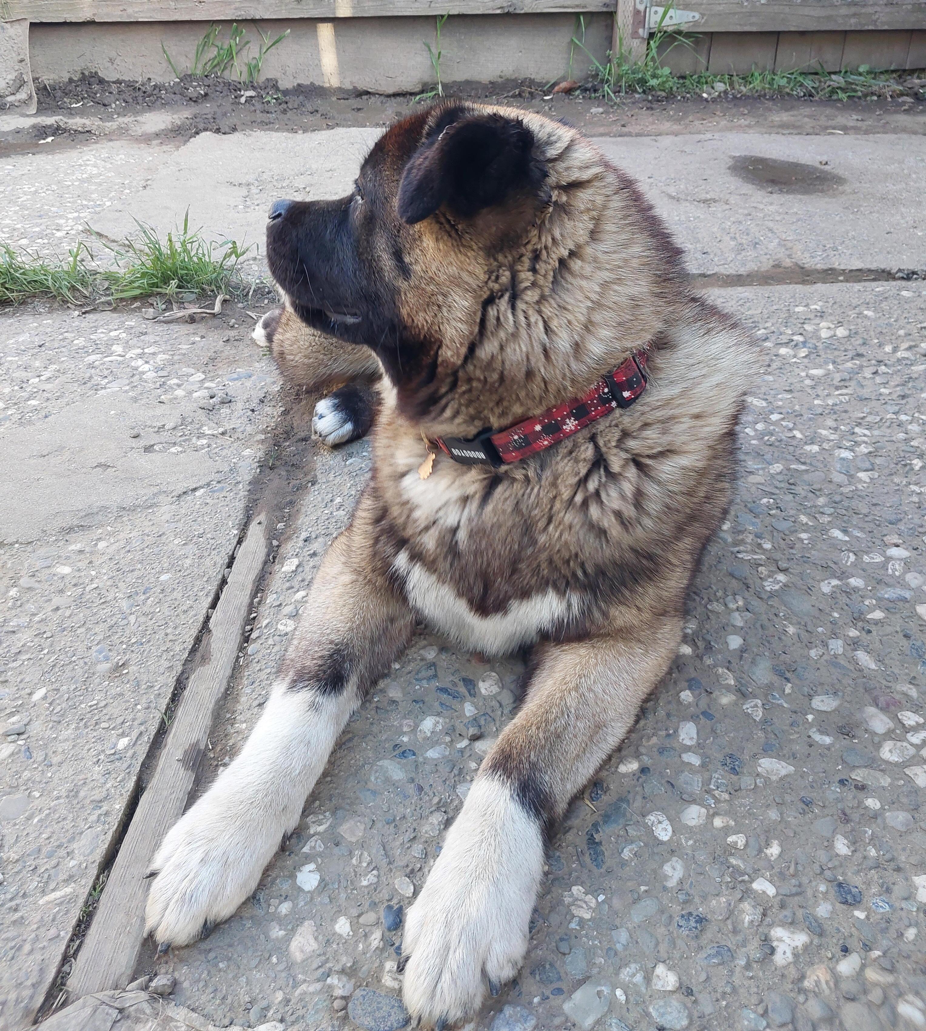 Enlarge 2 Akita Girls Abandoned in Fremont, a Adoptable Akita in San Francisco, CA image 4/6