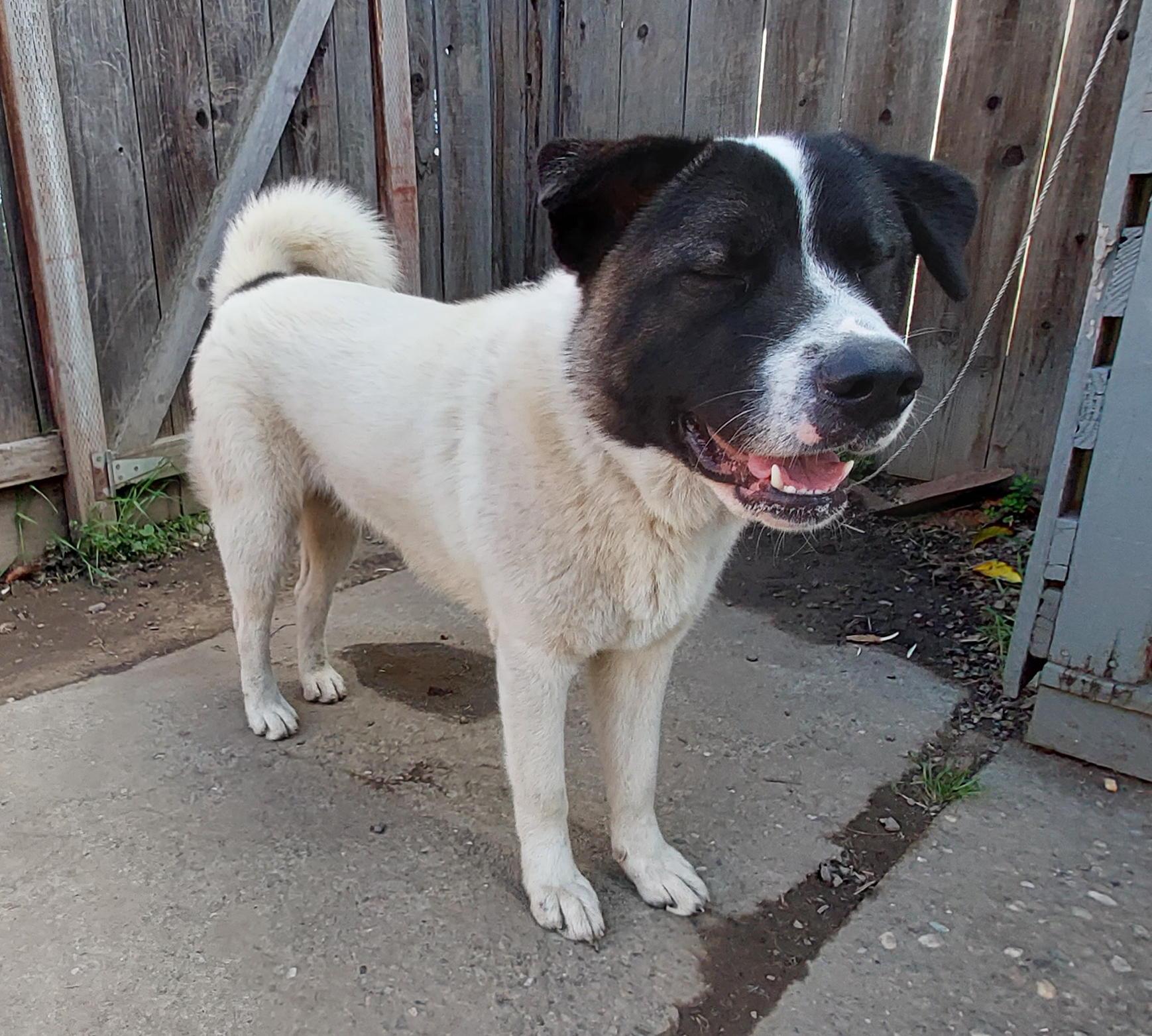 Enlarge 2 Akita Girls Abandoned in Fremont, a Adoptable Akita in San Francisco, CA image 3/6