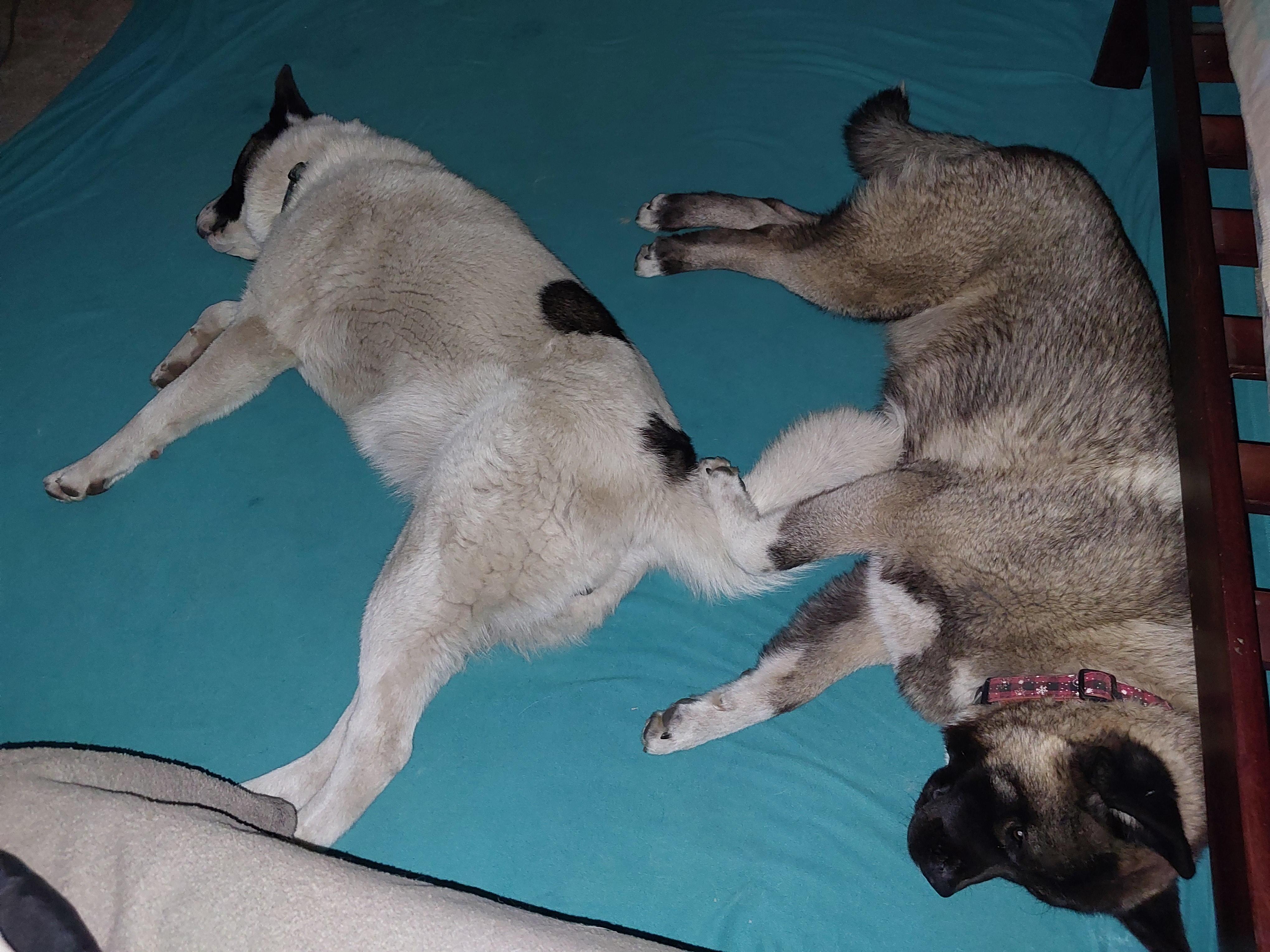 Enlarge 2 Akita Girls Abandoned in Fremont, a Adoptable Akita in San Francisco, CA image 5/6