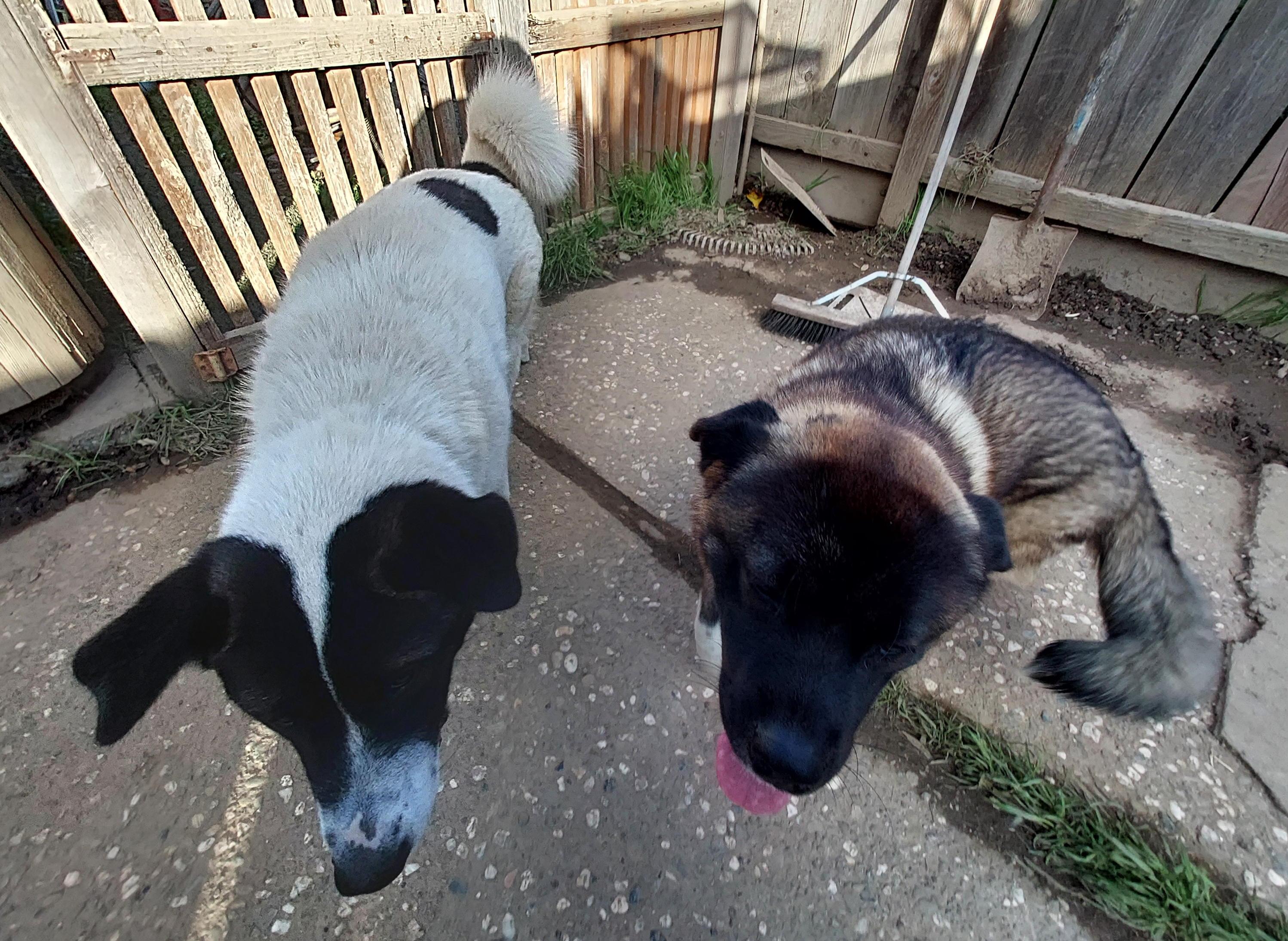 Enlarge 2 Akita Girls Abandoned in Fremont, a Adoptable Akita in San Francisco, CA image 6/6