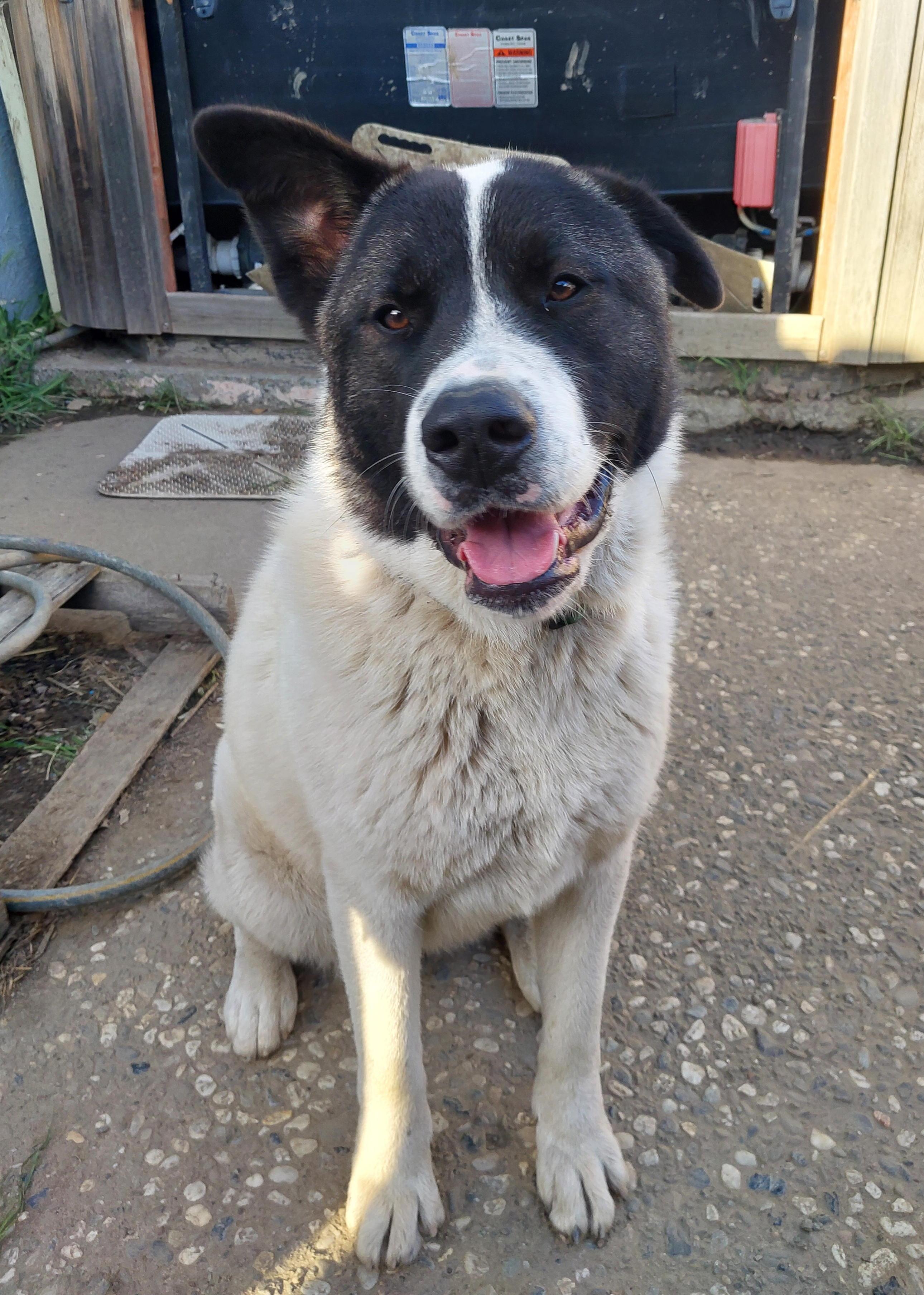 Enlarge 2 Akita Girls Abandoned in Fremont, a Adoptable Akita in San Francisco, CA image 2/6
