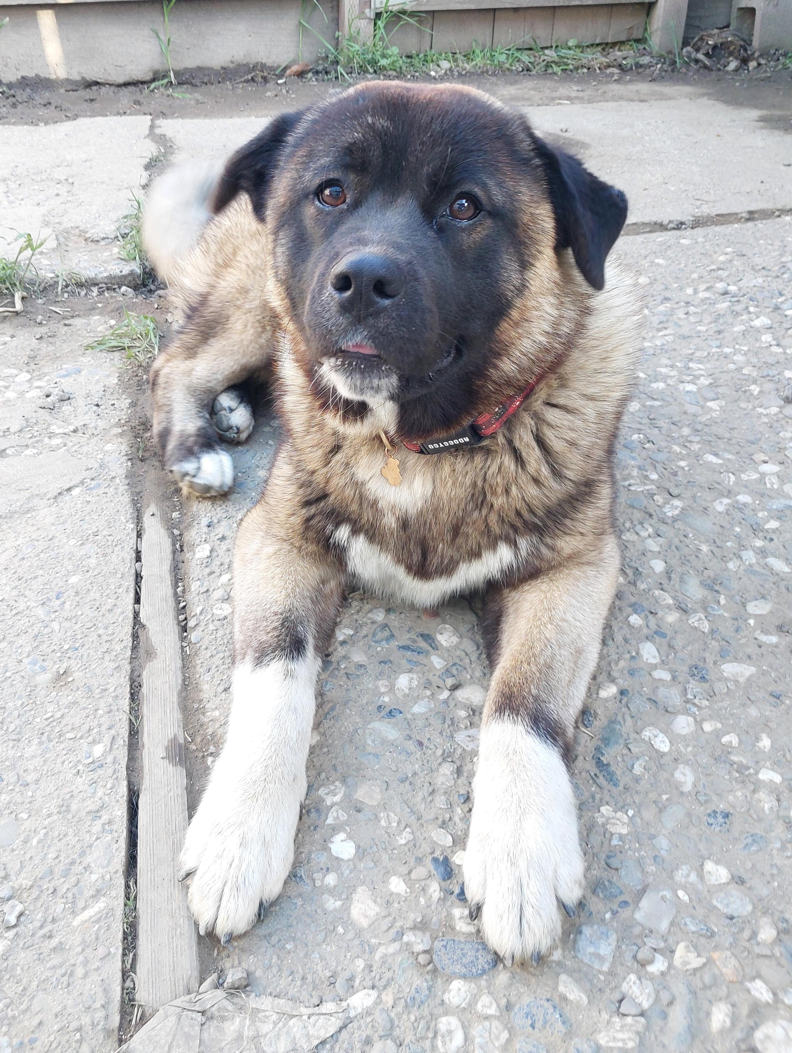2 Akita Girls Abandoned in Fremont, Adoptable, Young Female Akita.