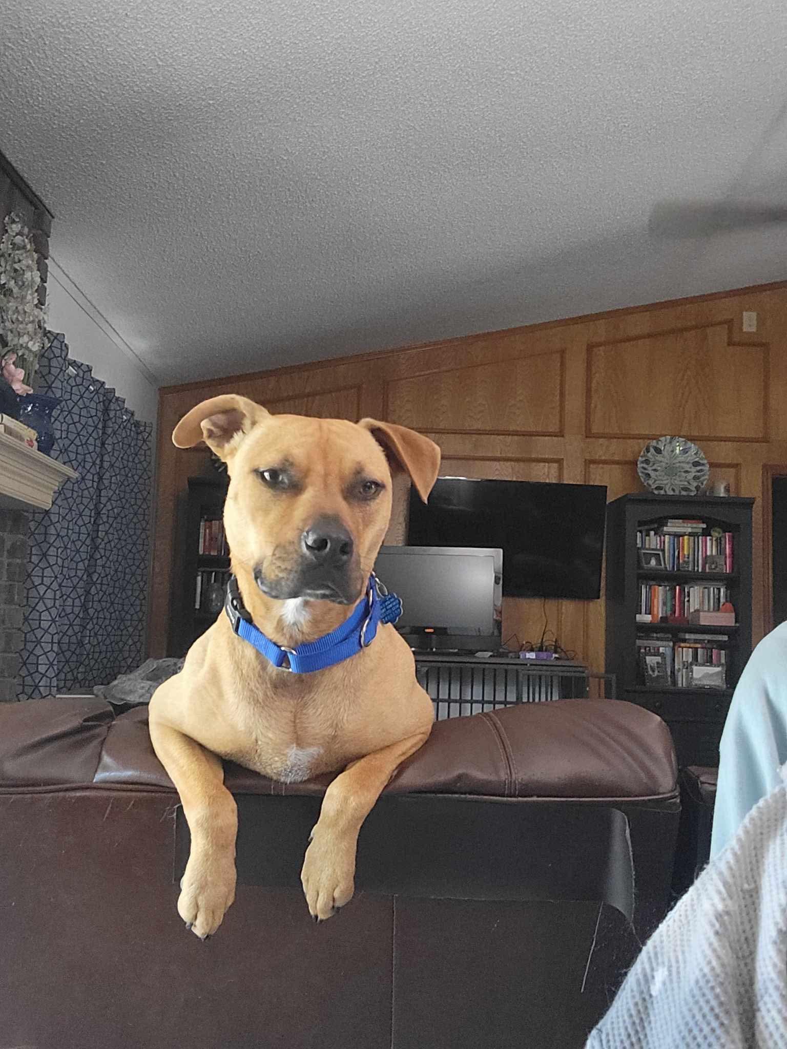 Arlo, Adult Male unknown