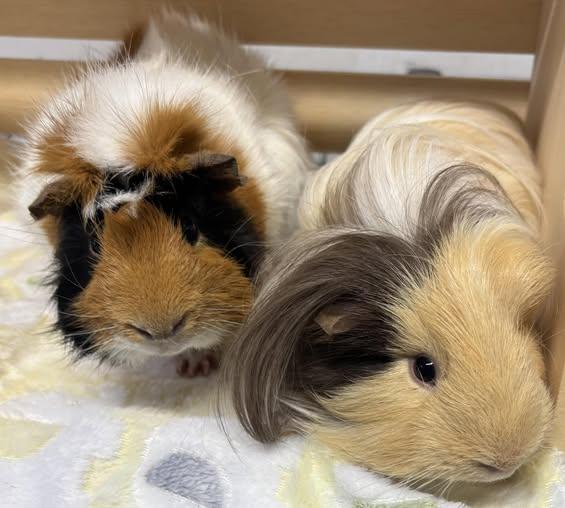 Pork Chop & Moose, Adopted, Young Male Guinea Pig.