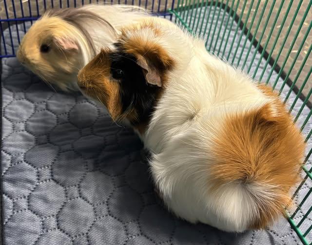 Pork Chop & Moose, a Adopted Guinea Pig in Amherst, NY image 2/2