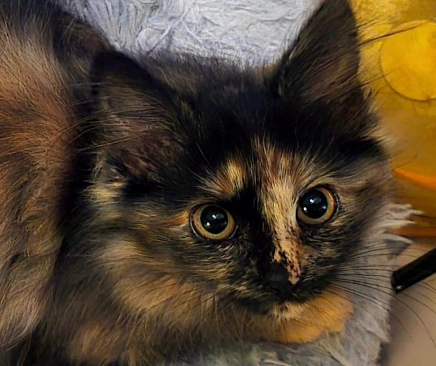 Enlarge Ruby, a Adoptable mixed breed in Newaygo, MI image 1/2