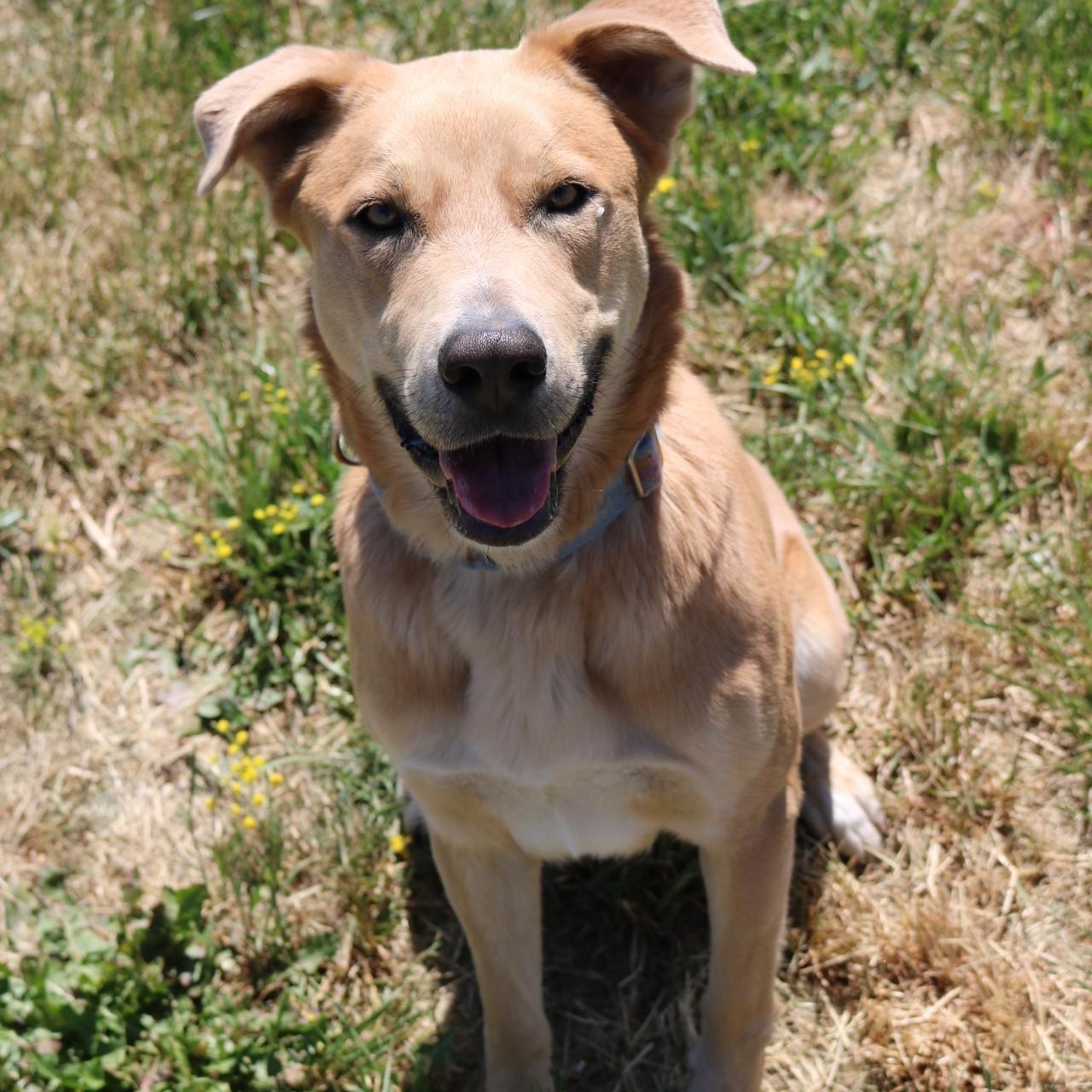 Henry, a ADOPTABLE mixed breed in La Grande, OR image 2/4