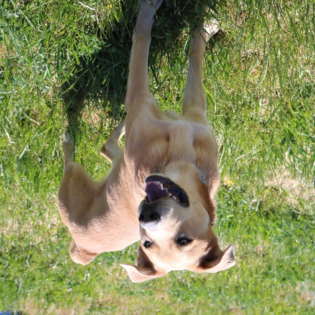 Henry, a ADOPTABLE mixed breed in La Grande, OR image 4/4