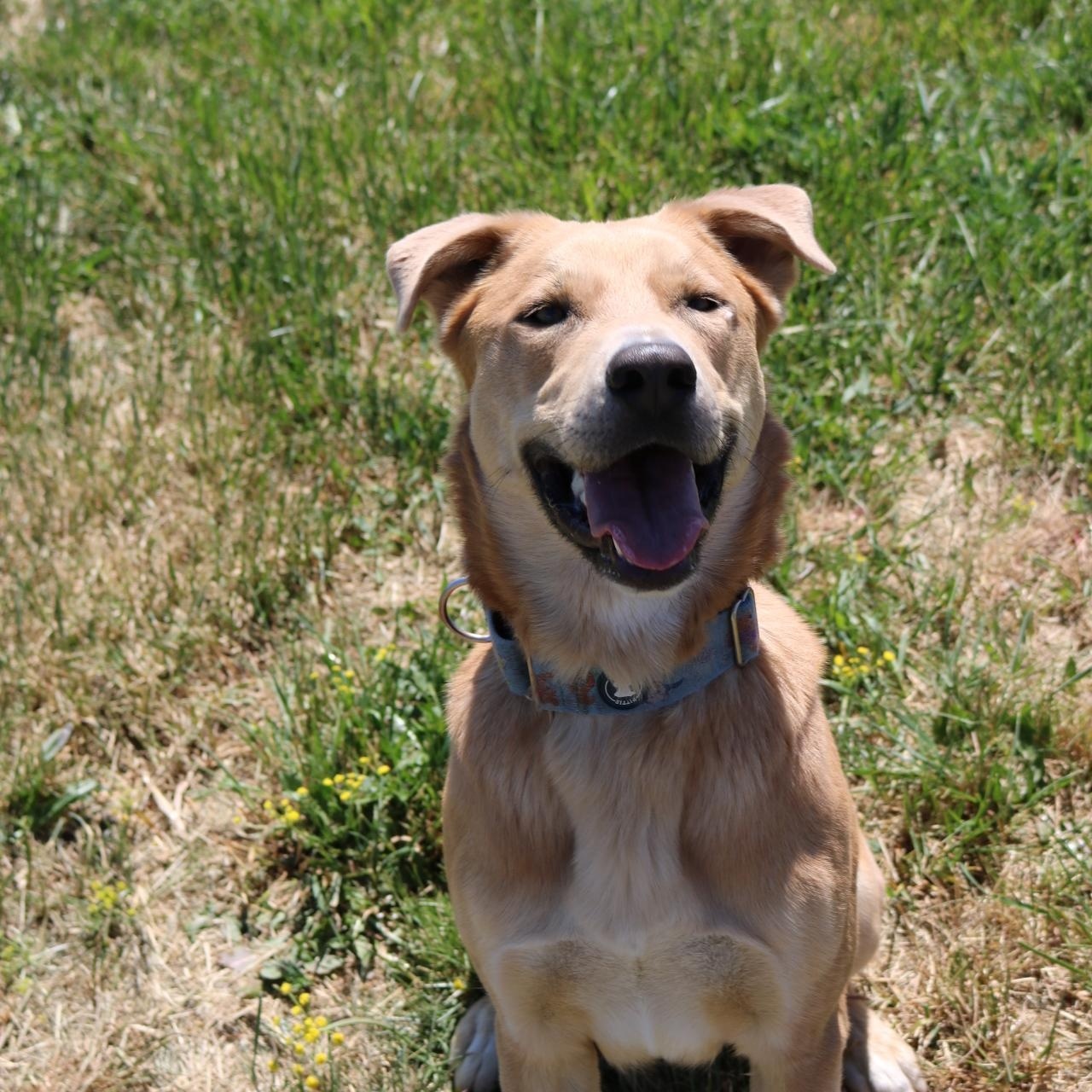 Henry, a ADOPTABLE mixed breed in La Grande, OR image 3/4