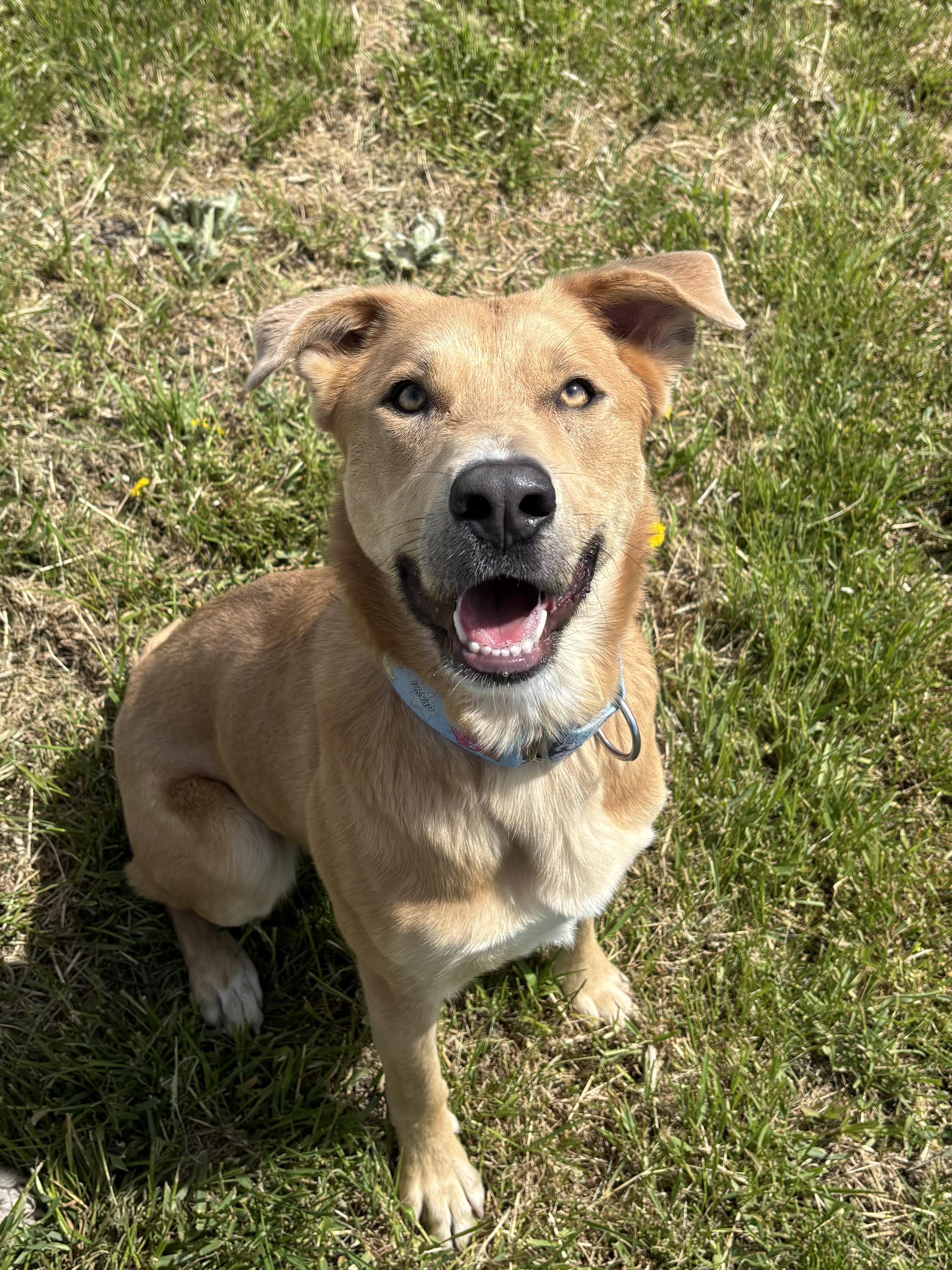 Henry, ADOPTABLE, Adult Male Yellow Labrador Retriever.